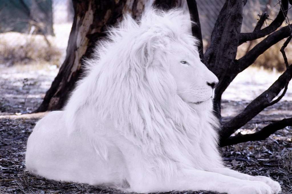 white lion
